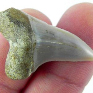Fossil Mako Shark Tooth