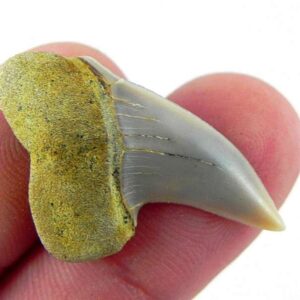 Fossil Mako Shark Tooth