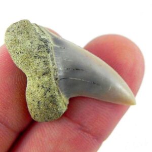 Fossil Mako Shark Tooth