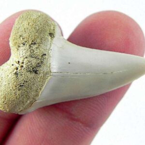 Fossil Mako Shark Tooth