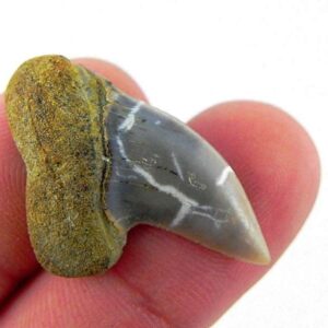 Fossil Mako Shark Tooth