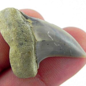 Fossil Mako Shark Tooth