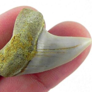 Fossil Mako Shark Tooth