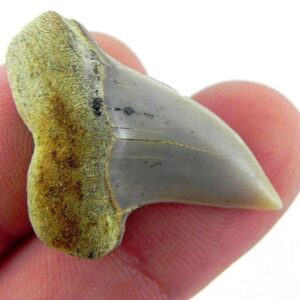 Fossil Mako Shark Tooth