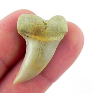 Fossil Mako Shark Tooth