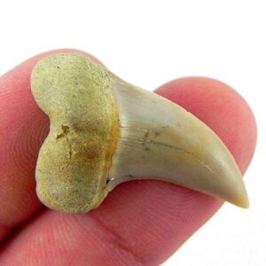 Fossil Mako Shark Tooth
