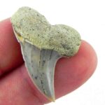 Fossil Mako Shark ToothF