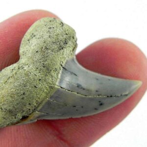 Fossil Mako Shark Tooth