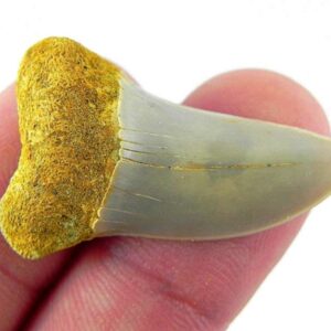 Fossil Mako Shark Tooth