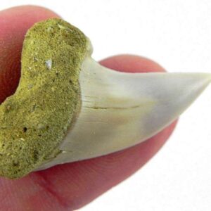 Fossil Mako Shark Tooth