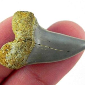 Fossil Mako Shark Tooth