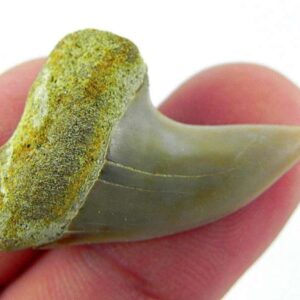Fossil Mako Shark Tooth