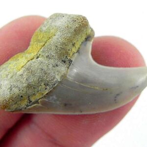 Fossil Mako Shark Tooth