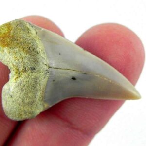 Fossil Mako Shark Tooth
