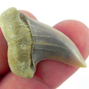 Fossil Mako Shark Tooth