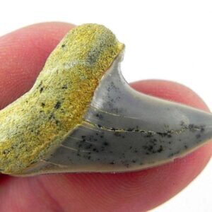 Fossil Mako Shark Tooth