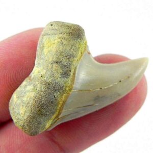 Fossil Mako Shark Tooth