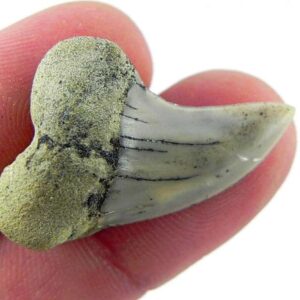 Fossil Mako Shark Tooth