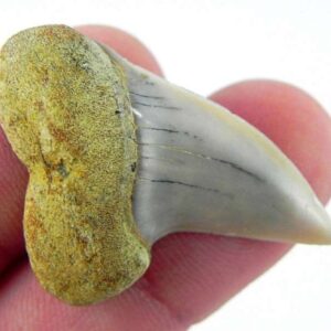 Fossil Mako Shark Tooth