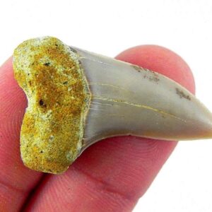 Fossil Mako Shark Tooth