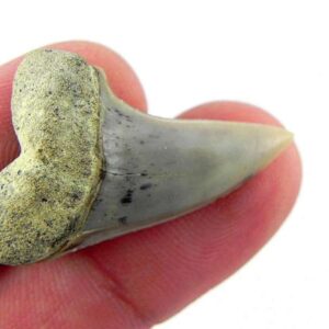 Fossil Mako Shark Tooth