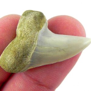 Fossil Mako Shark Tooth