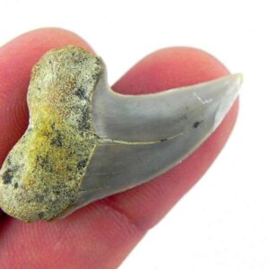 Fossil Mako Shark Tooth