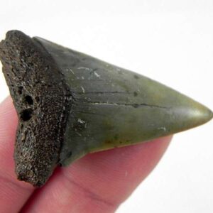 Fossil Mako Shark Tooth