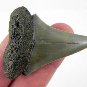 Fossil Mako Shark Tooth