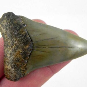 Fossil Mako Shark Tooth