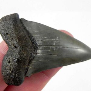 Fossil Mako Shark Tooth