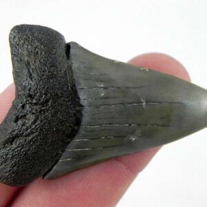 Fossil Mako Shark Tooth