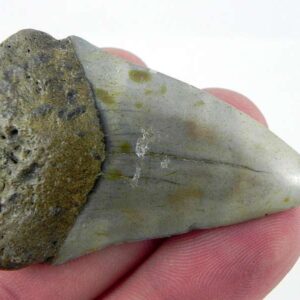 Fossil Mako Shark Tooth