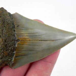 Fossil Mako Shark Tooth