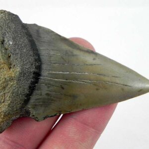 Fossil Mako Shark Tooth
