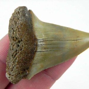 Fossil Mako Shark Tooth