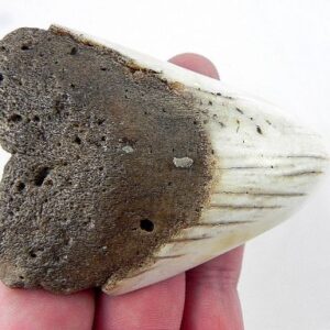 Megalodon Tooth