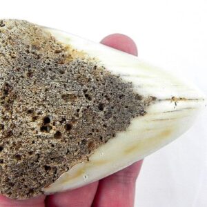 Megalodon Tooth