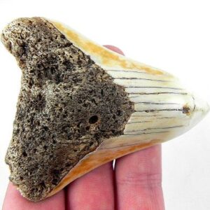 Megalodon Tooth