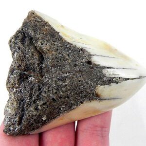 Megalodon Tooth