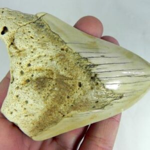 Megalodon Tooth
