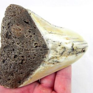 Megalodon Tooth