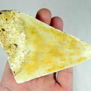 Megalodon Tooth