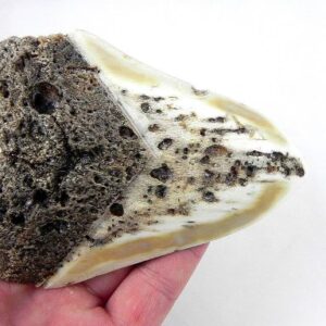 Megalodon Tooth