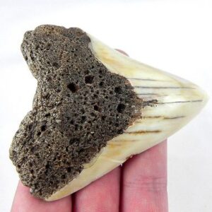 Megalodon Tooth