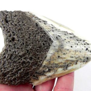 Megalodon Tooth