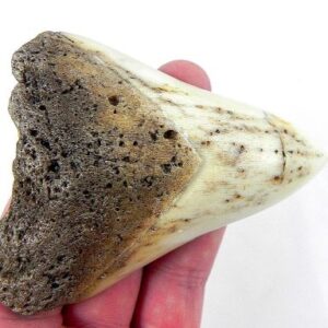 Megalodon Tooth