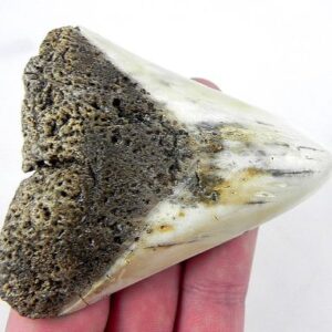 Megalodon Tooth
