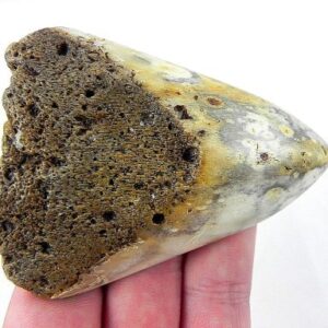Megalodon Tooth