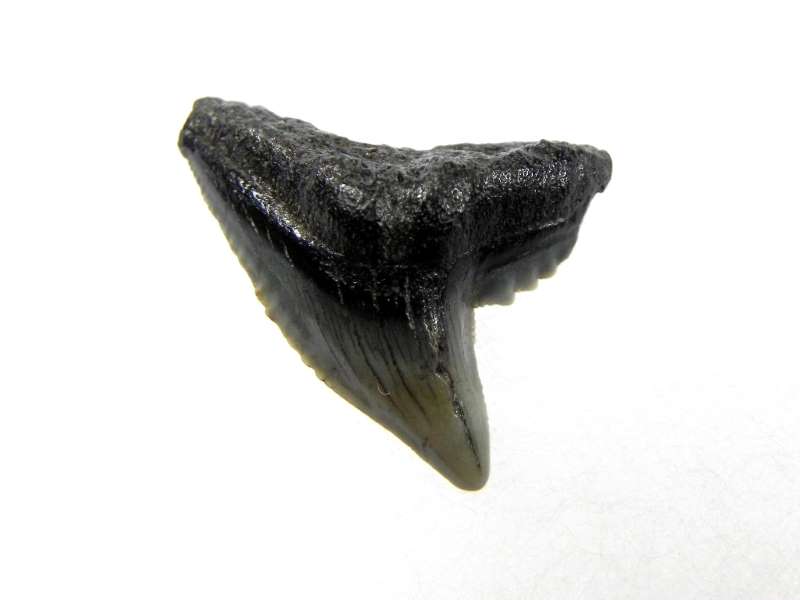 Fossil Tiger Shark Tooth